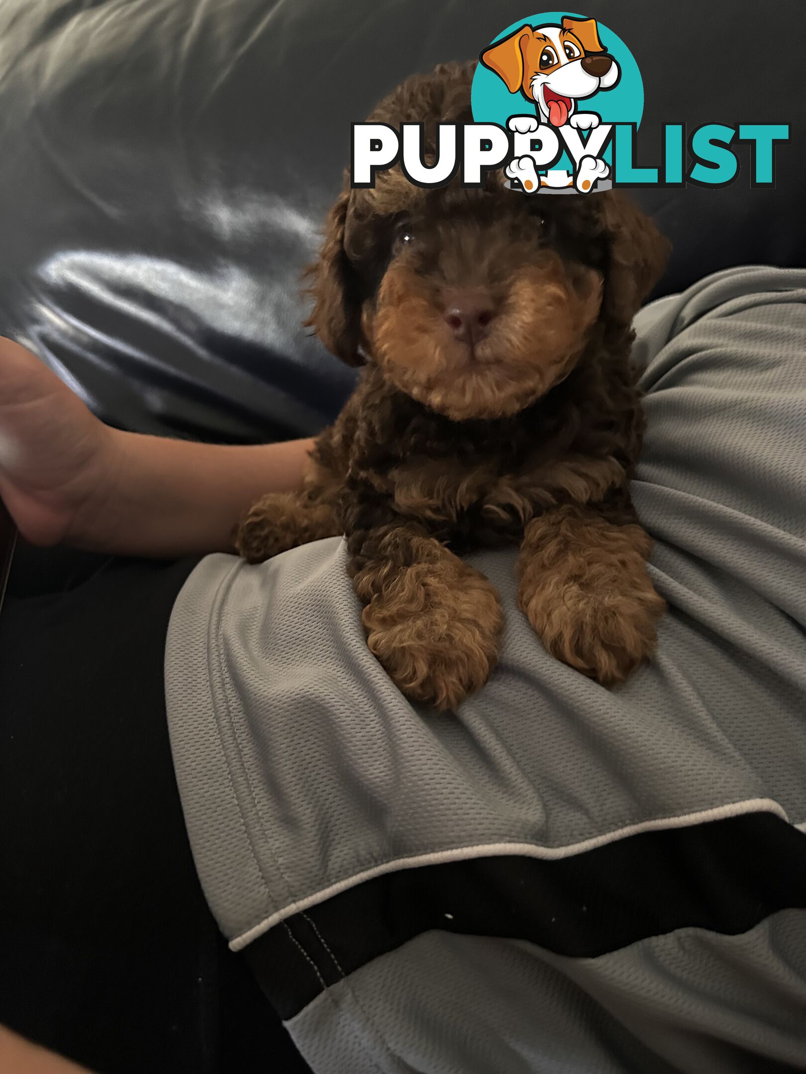 Pure Bred Toy Poodle Male