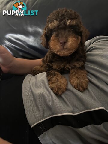 Pure Bred Toy Poodle Male