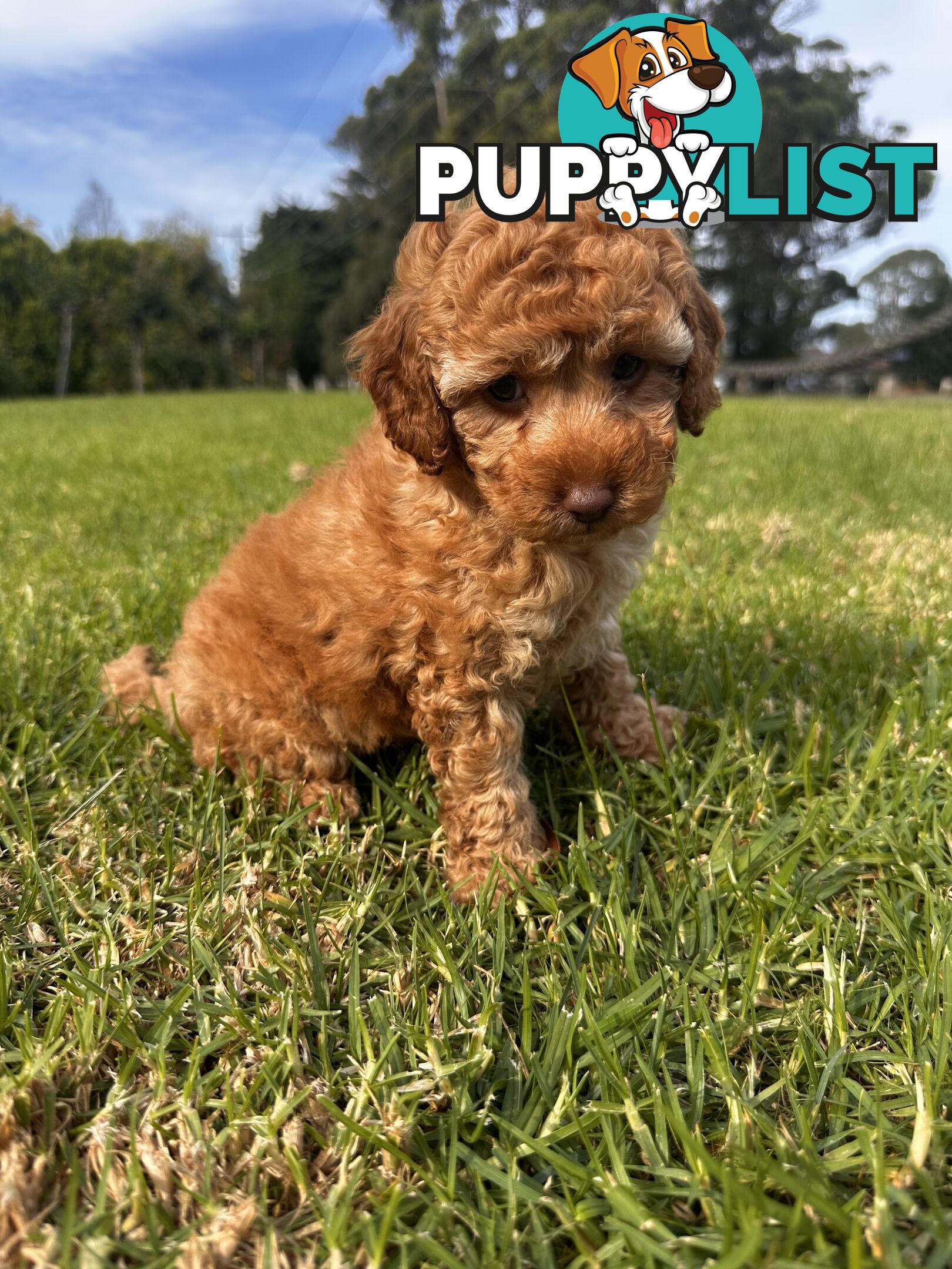 Toy Poodle Red Female Purebred