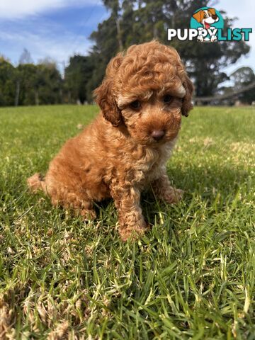 Toy Poodle Red Female Purebred