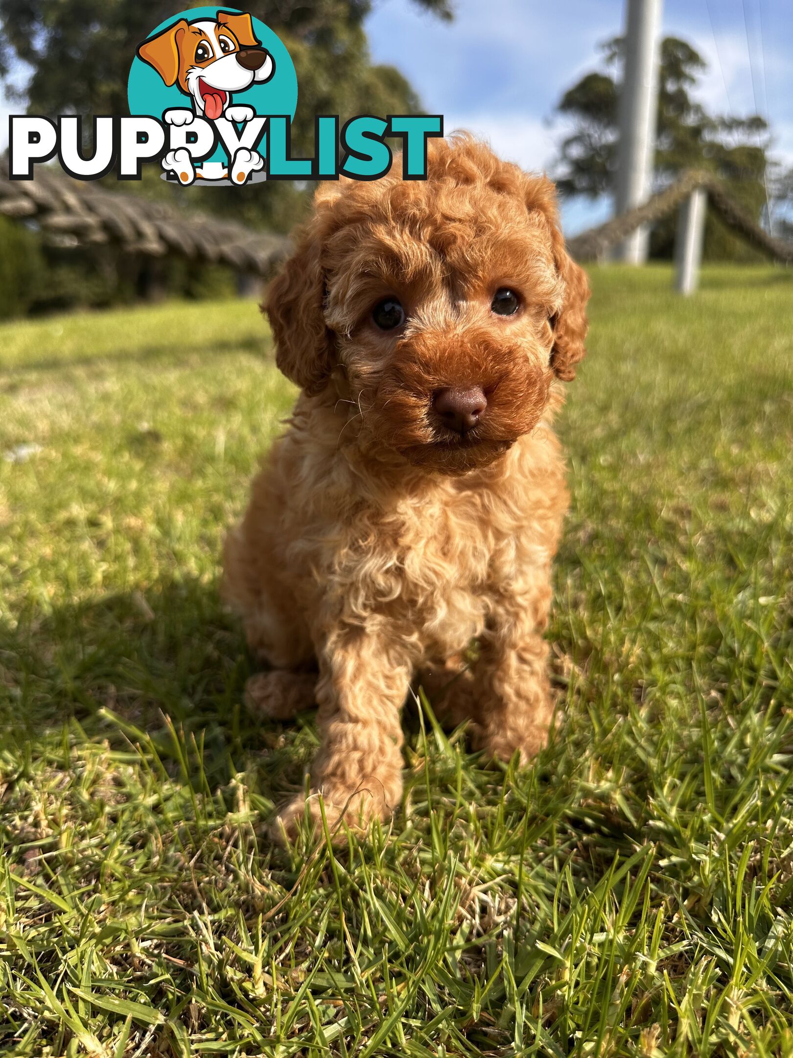 Toy Poodle Red Female Purebred