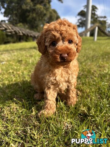 Toy Poodle Red Female Purebred