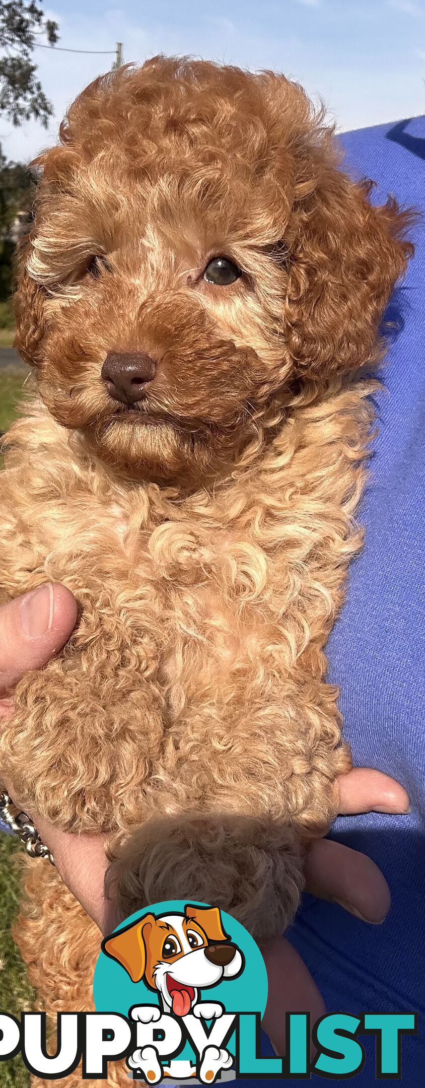 Toy Poodle Red Female Purebred