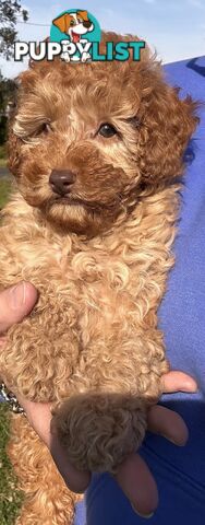Toy Poodle Red Female Purebred