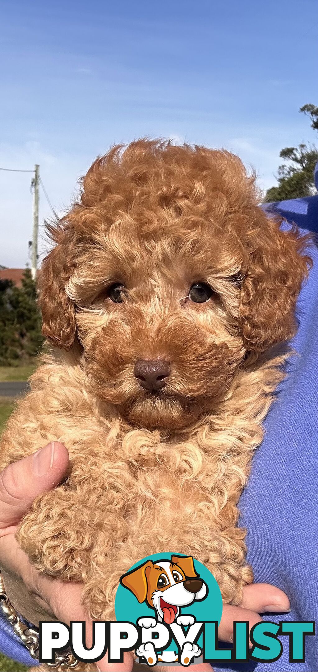 Toy Poodle Red Female Purebred
