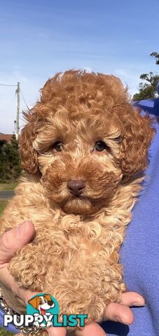 Toy Poodle Red Female Purebred