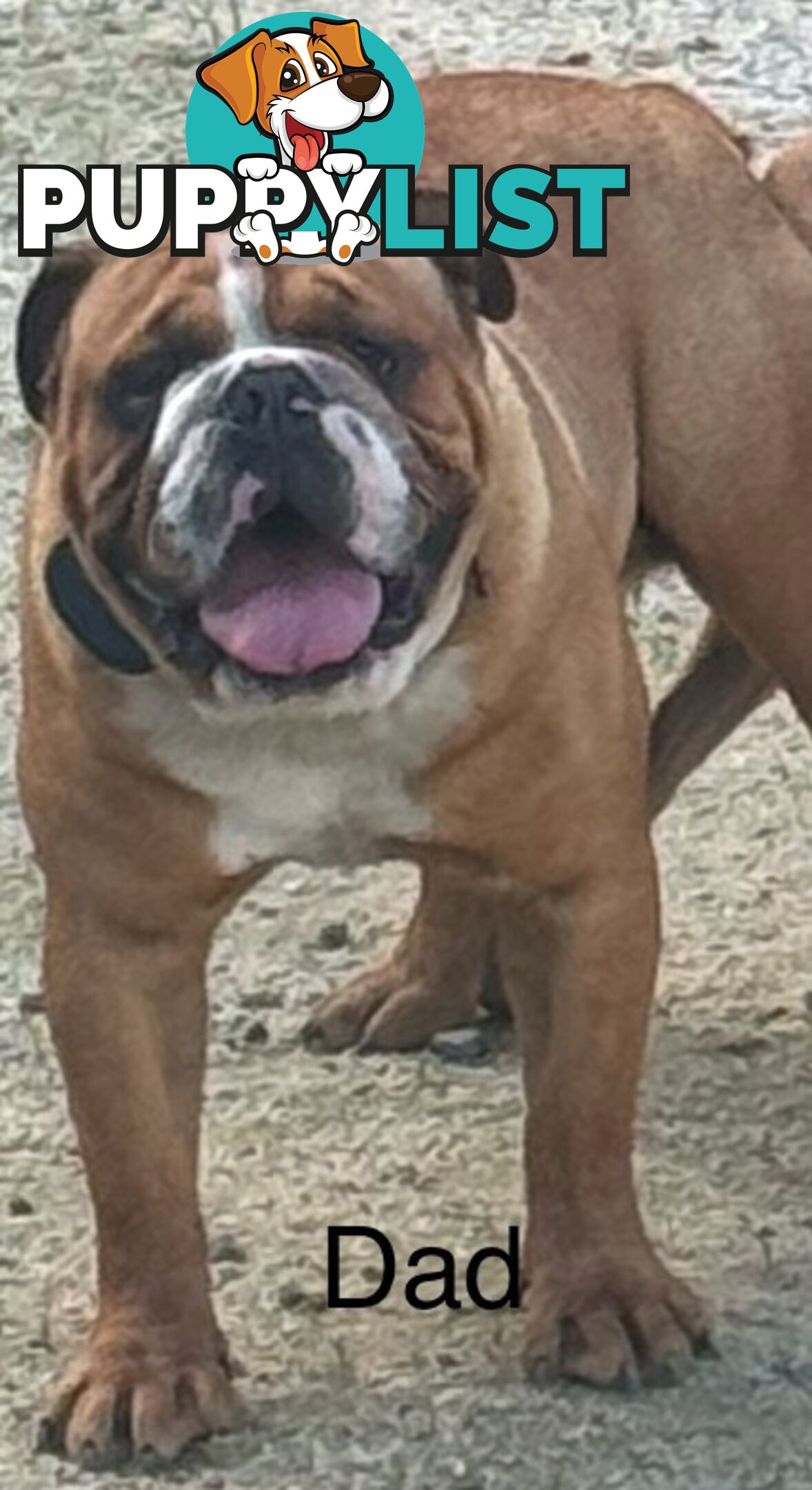 Pure British bulldog x British bull boxer