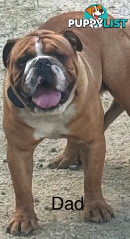 Pure British bulldog x British bull boxer