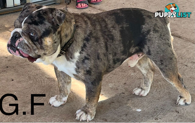 Pure British bulldog x British bull boxer