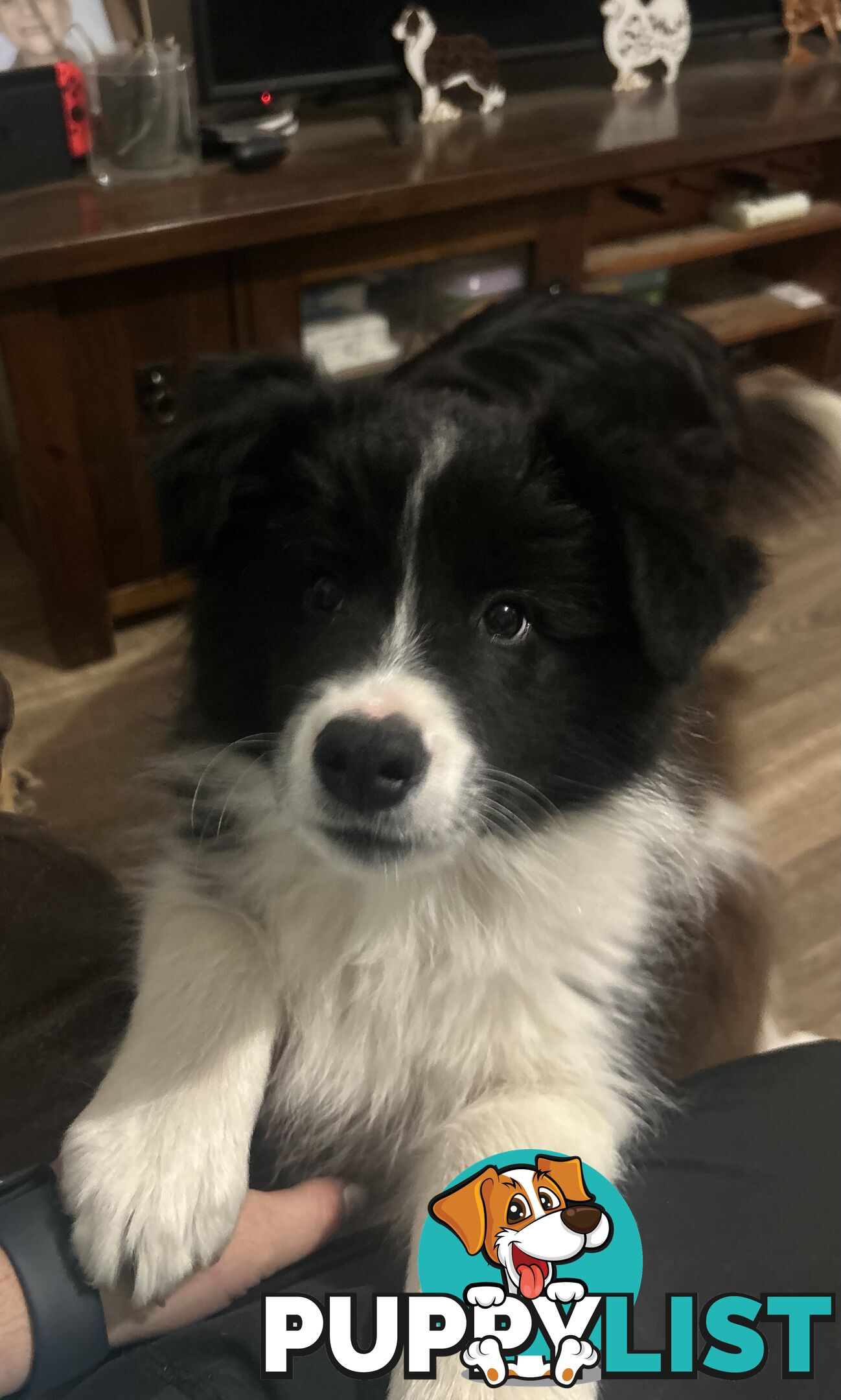 Border collie puppies. Purebred with ANKC Papers.