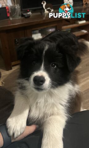 Border collie puppies. Purebred with ANKC Papers.