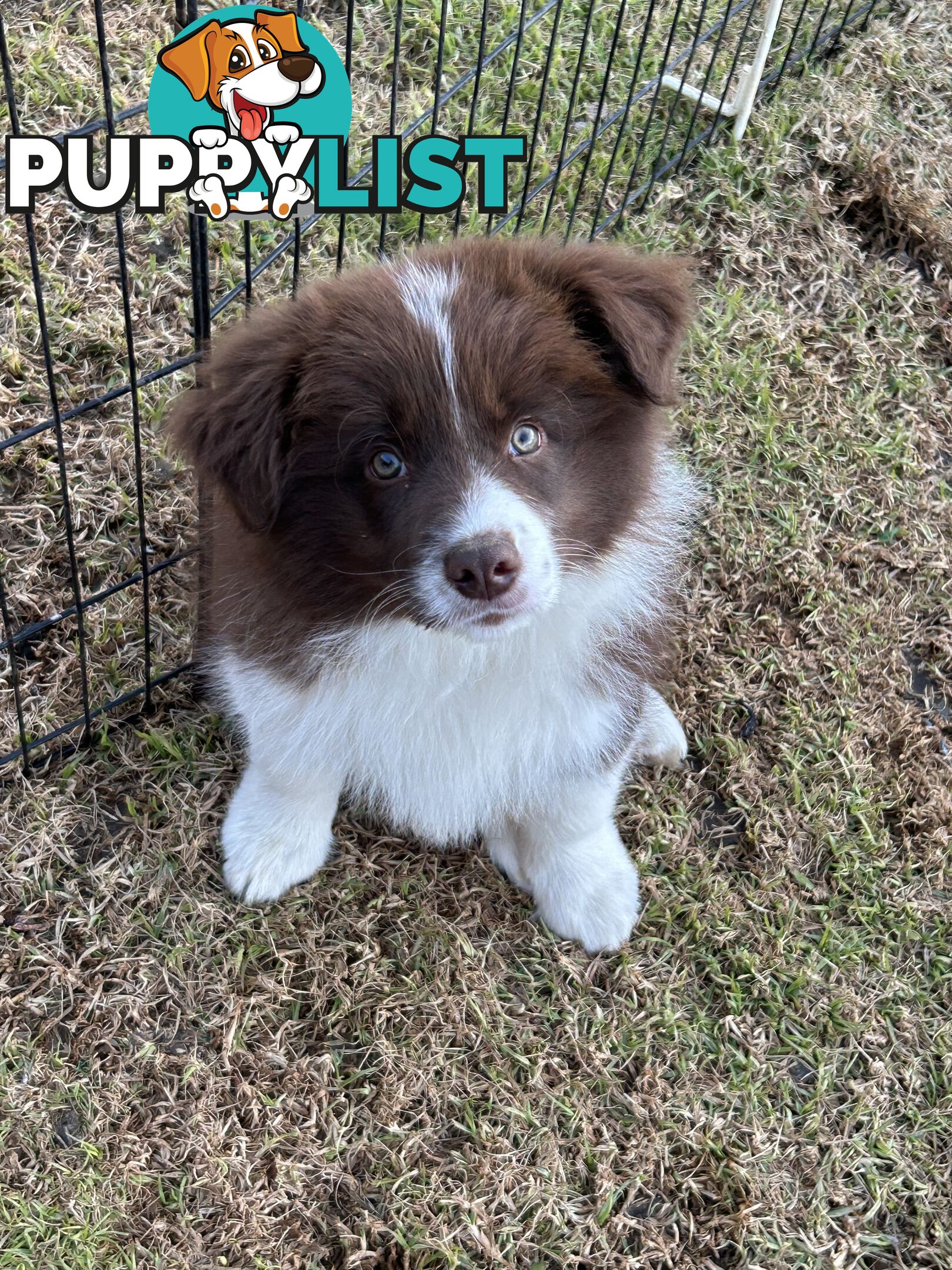 Border collie puppies. Purebred with ANKC Papers.
