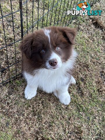 Border collie puppies. Purebred with ANKC Papers.