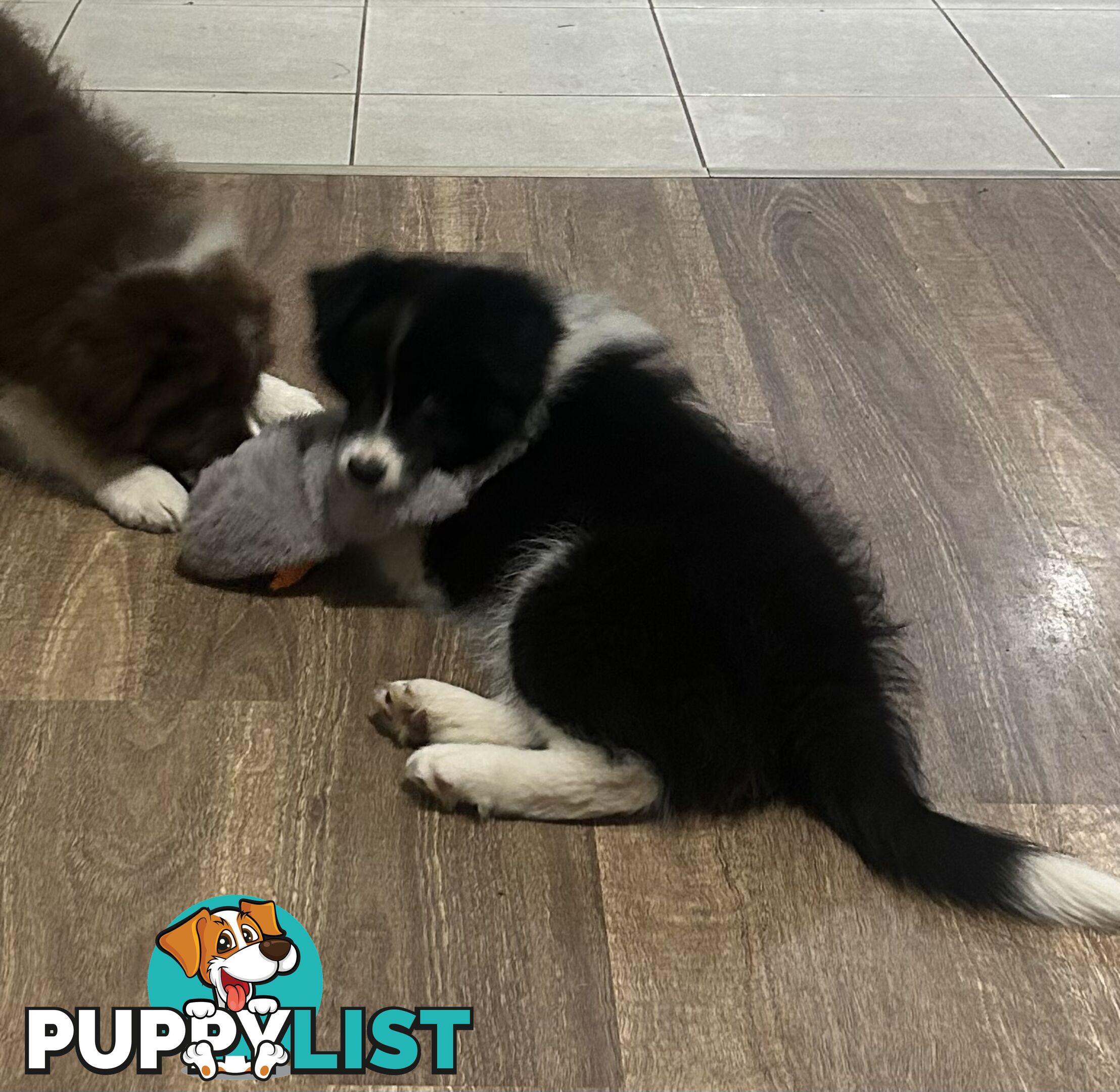 Border collie puppies. Purebred with ANKC Papers.