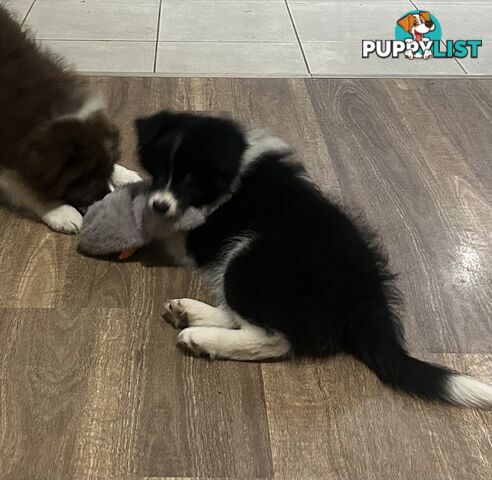 Border collie puppies. Purebred with ANKC Papers.