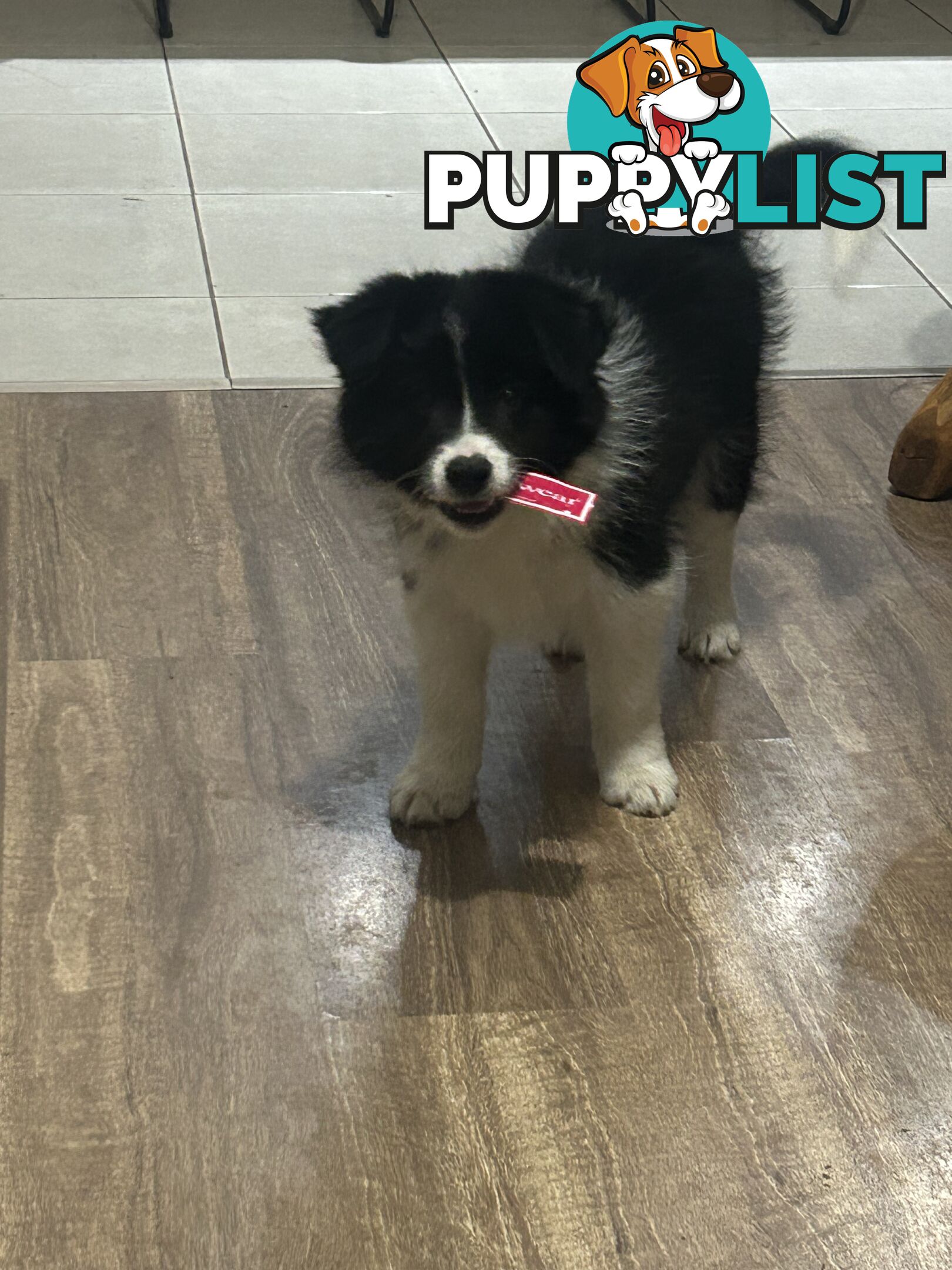 Border collie puppies. Purebred with ANKC Papers.
