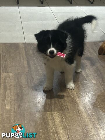 Border collie puppies. Purebred with ANKC Papers.