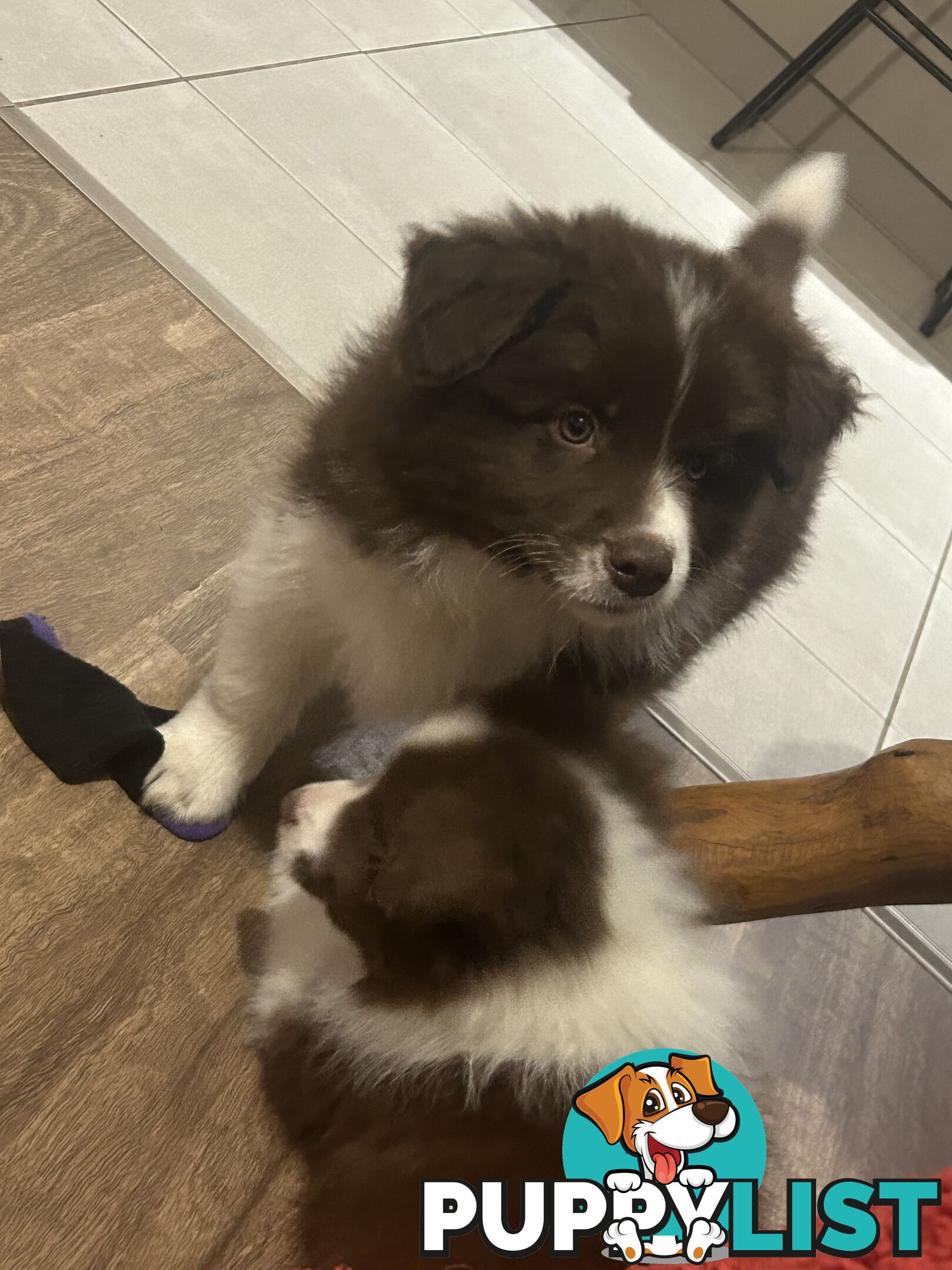 Border collie puppies. Purebred with ANKC Papers.