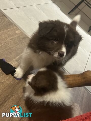 Border collie puppies. Purebred with ANKC Papers.