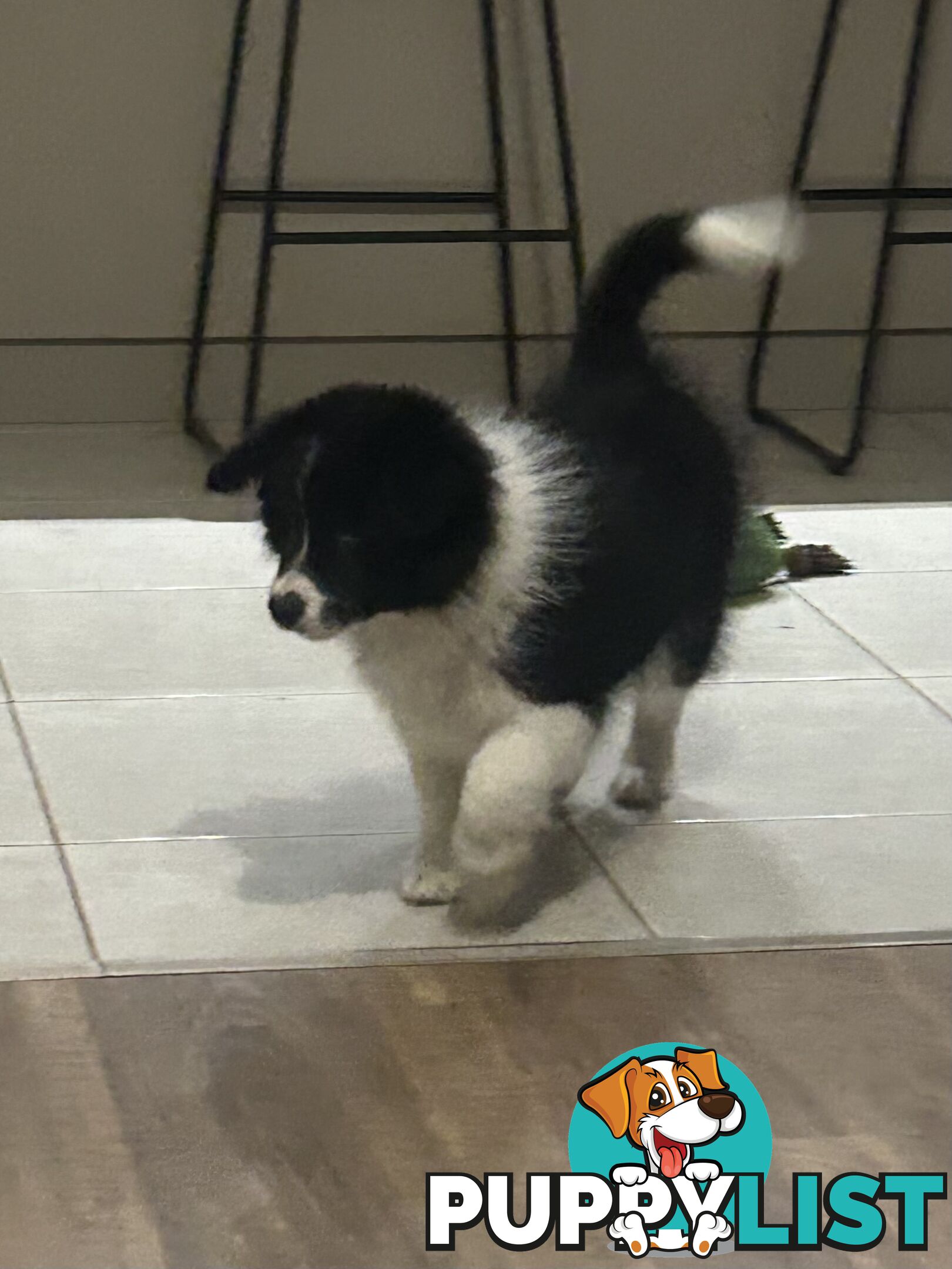 Border collie puppies. Purebred with ANKC Papers.