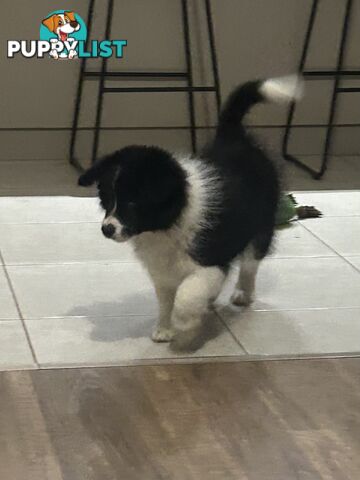 Border collie puppies. Purebred with ANKC Papers.