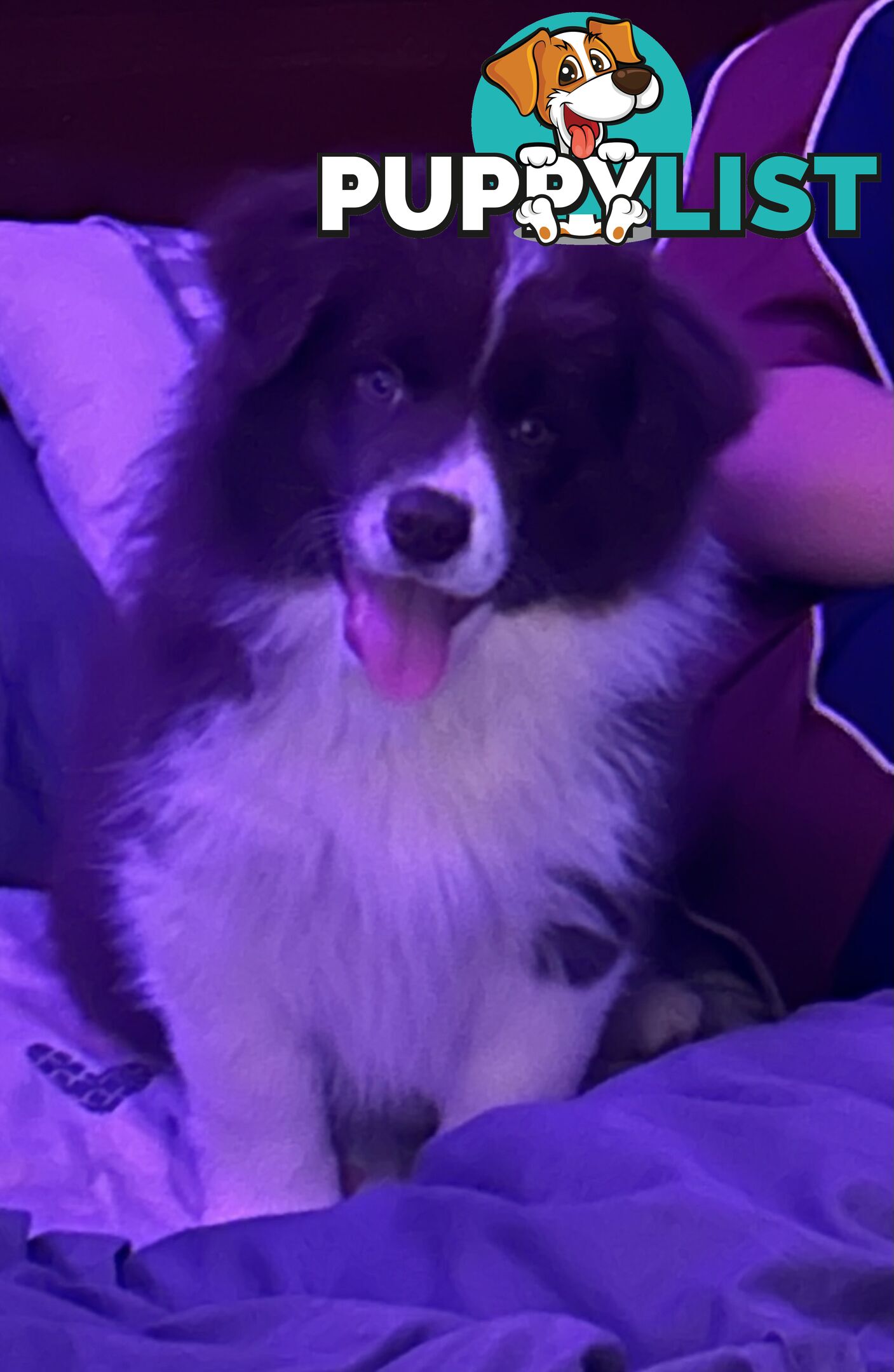 Border collie puppies. Purebred with ANKC Papers.