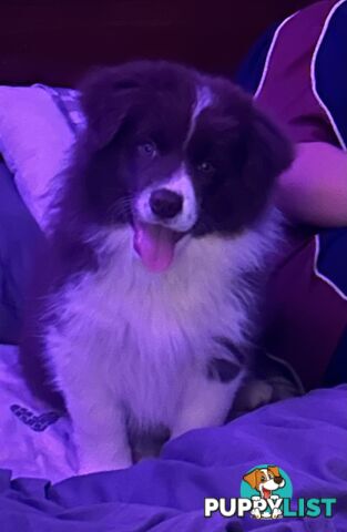 Border collie puppies. Purebred with ANKC Papers.