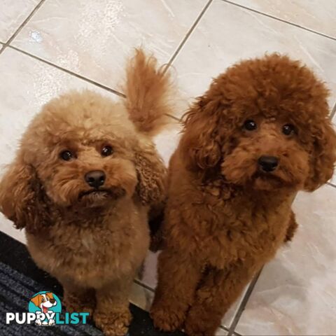 Toy poodle puppies