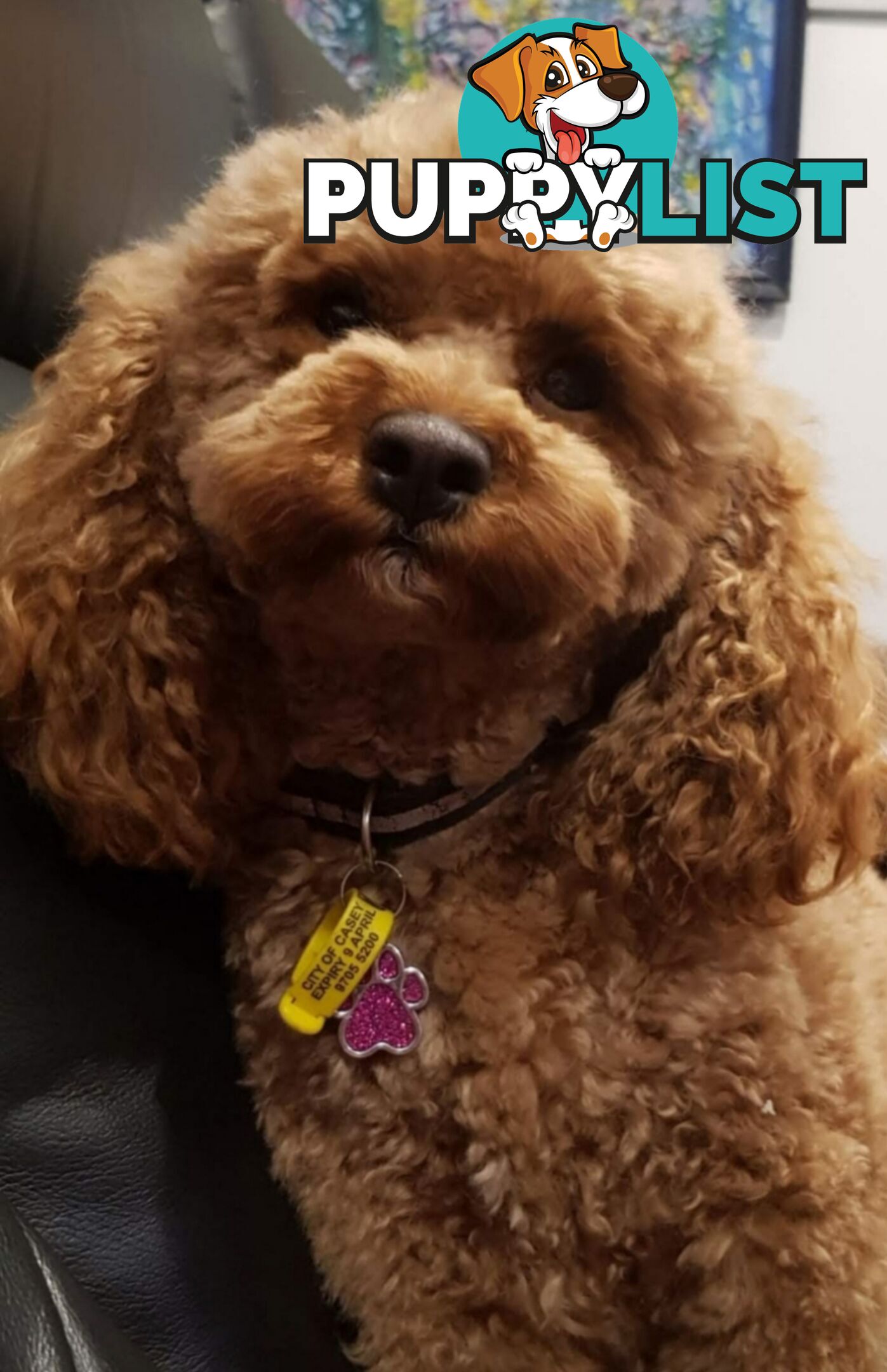Toy poodle puppies