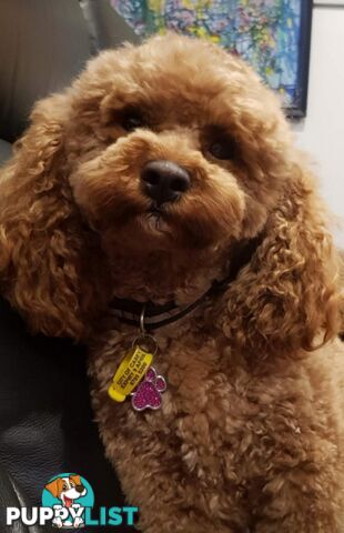 Toy poodle puppies