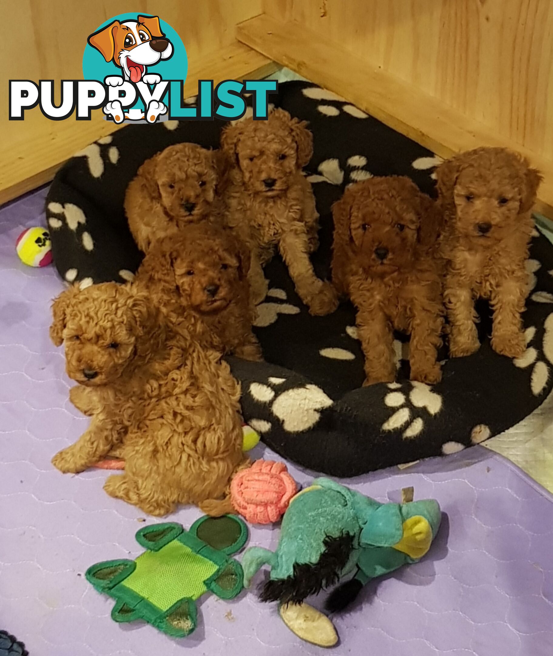 Toy poodle puppies