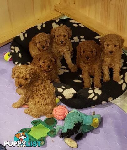 Toy poodle puppies