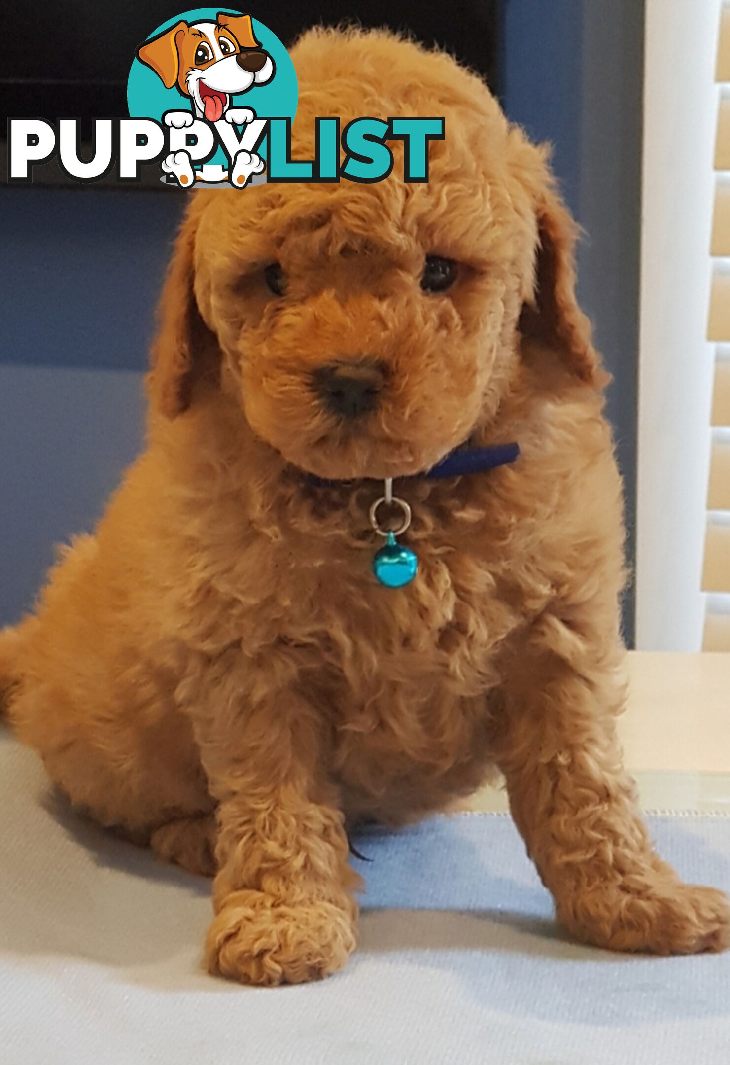 Toy poodle puppies