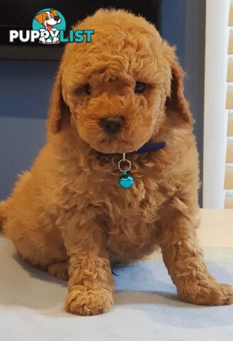 Toy poodle puppies