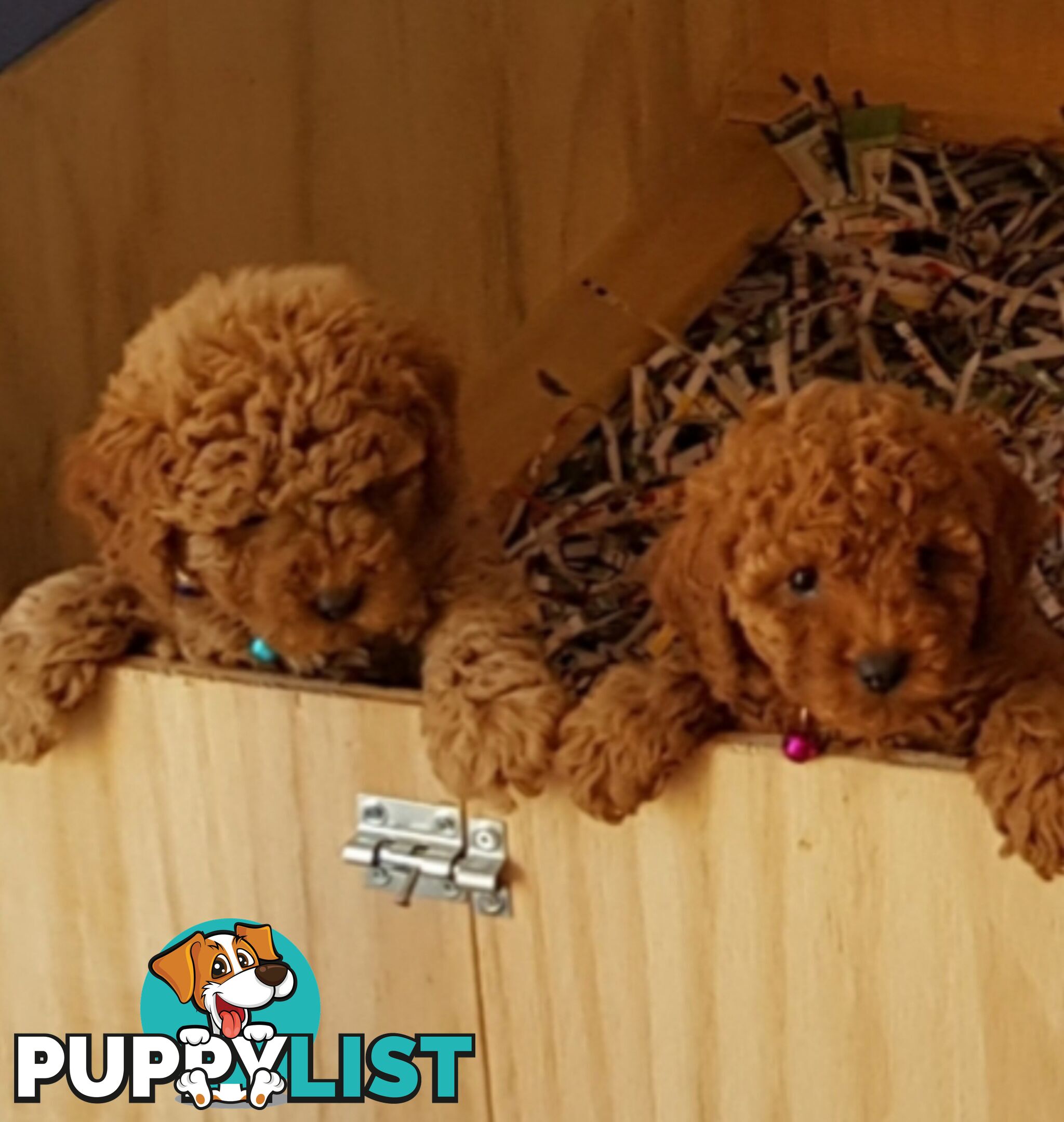 Toy poodle puppies