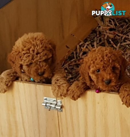 Toy poodle puppies