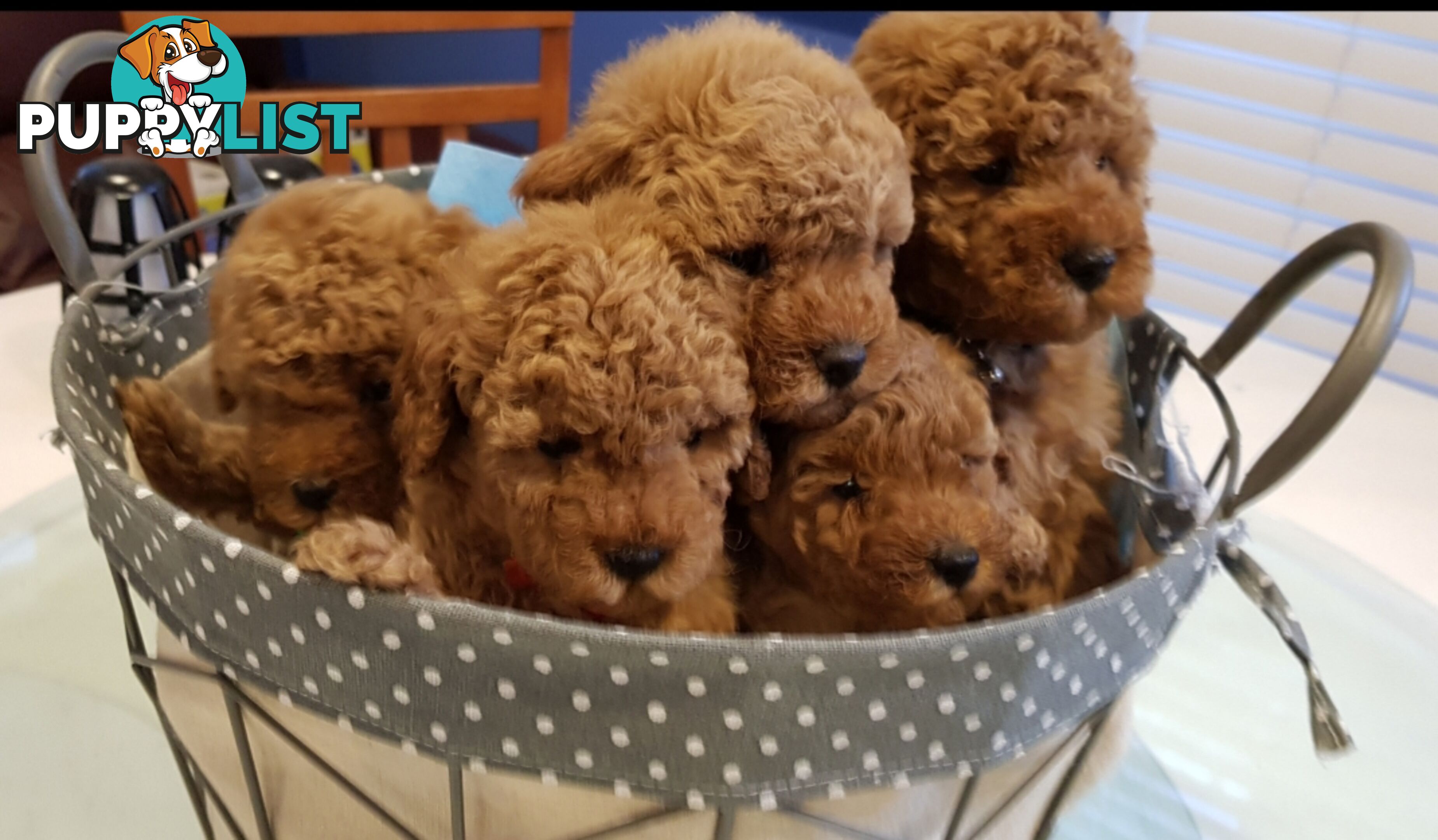 Toy poodle puppies