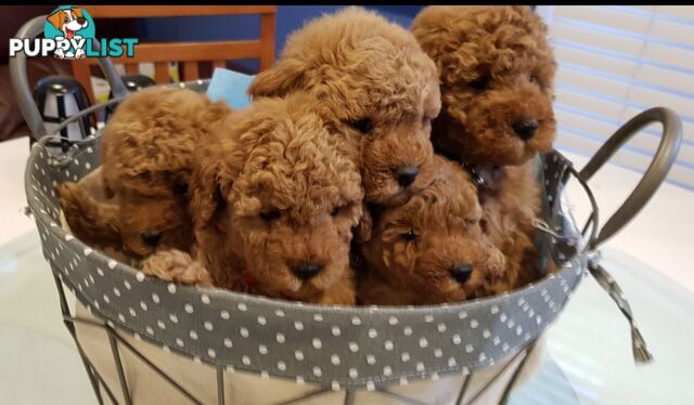 Toy poodle puppies