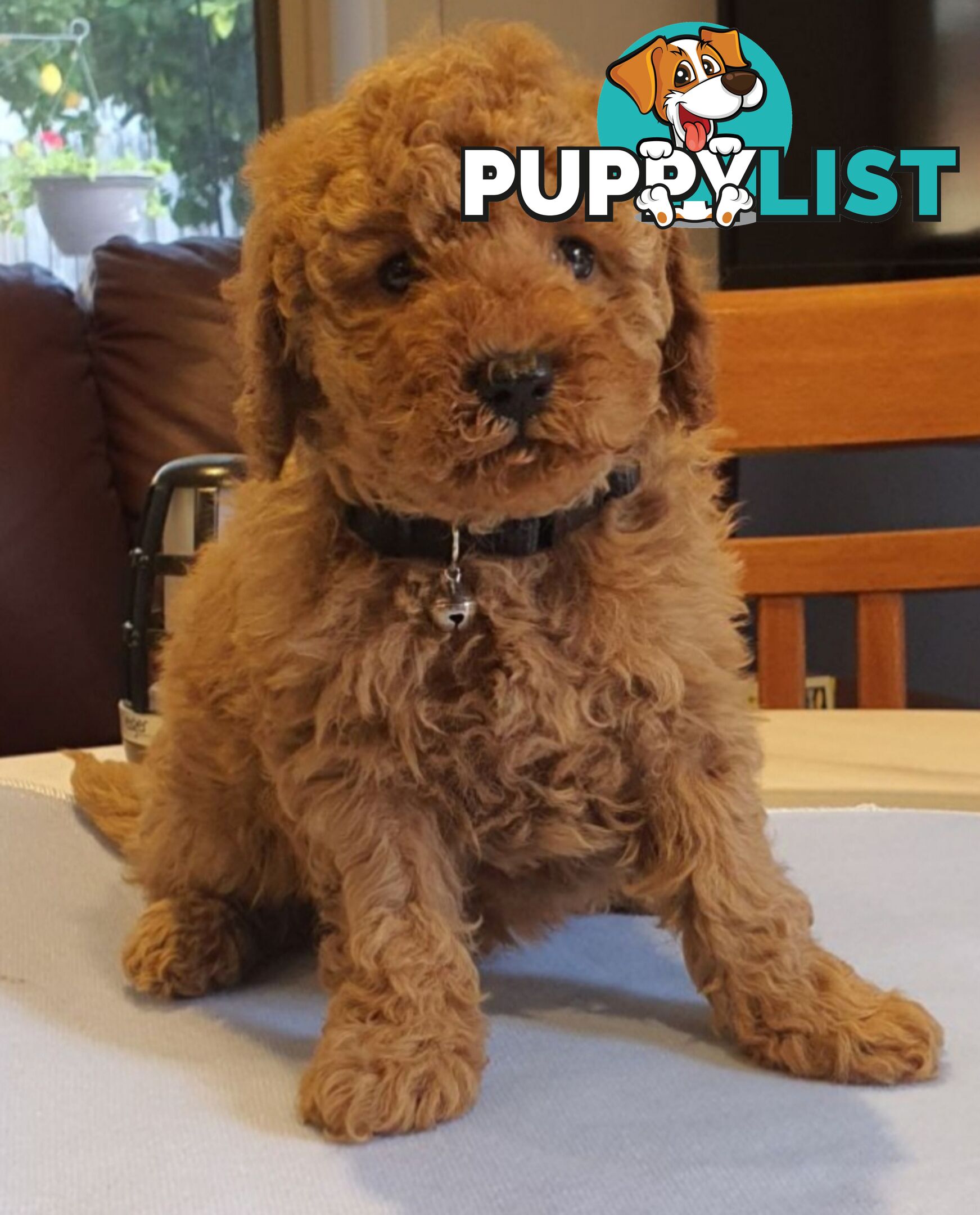 Toy poodle puppies