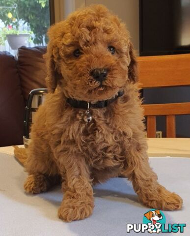 Toy poodle puppies