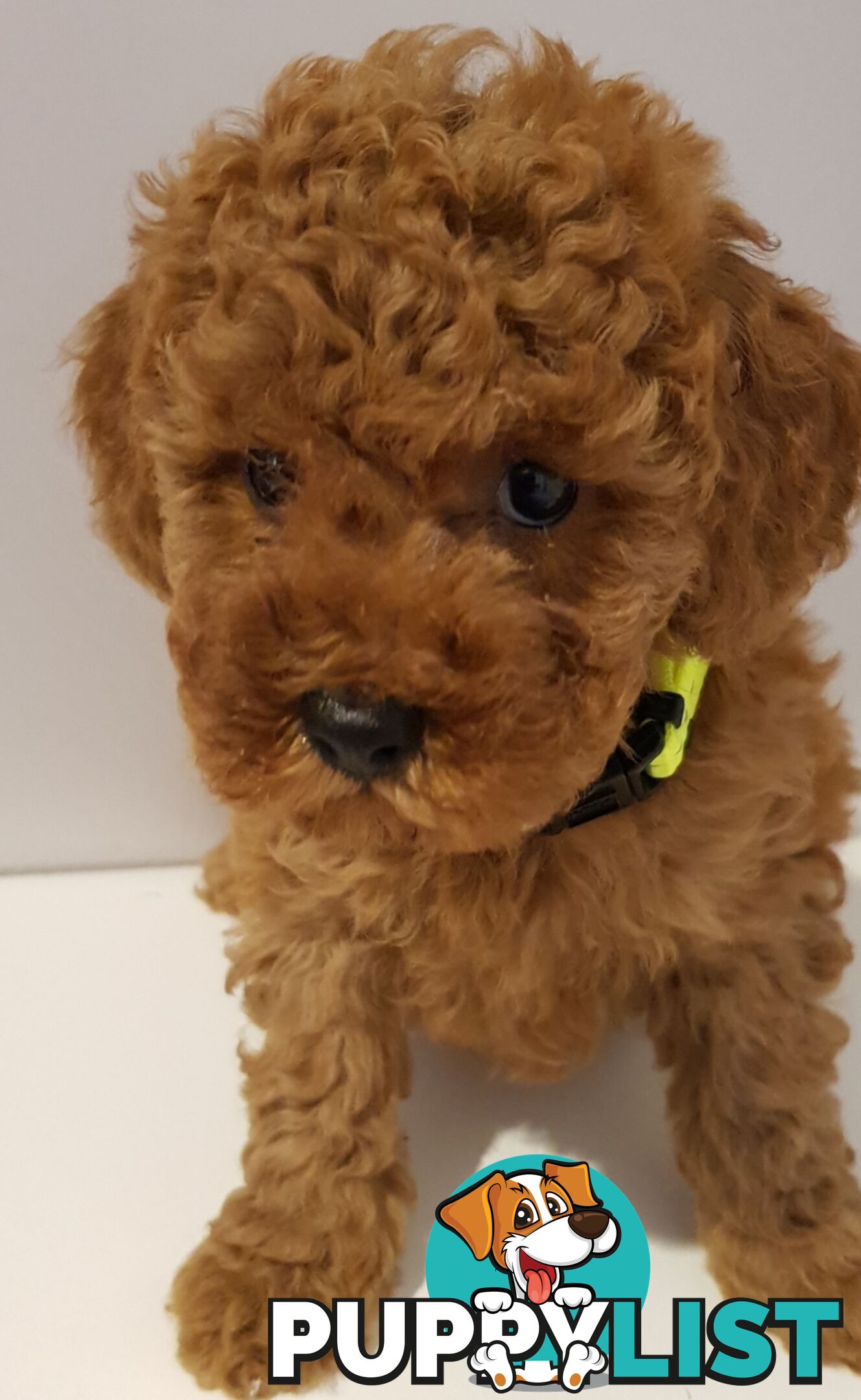 Toy poodle puppies
