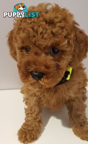 Toy poodle puppies
