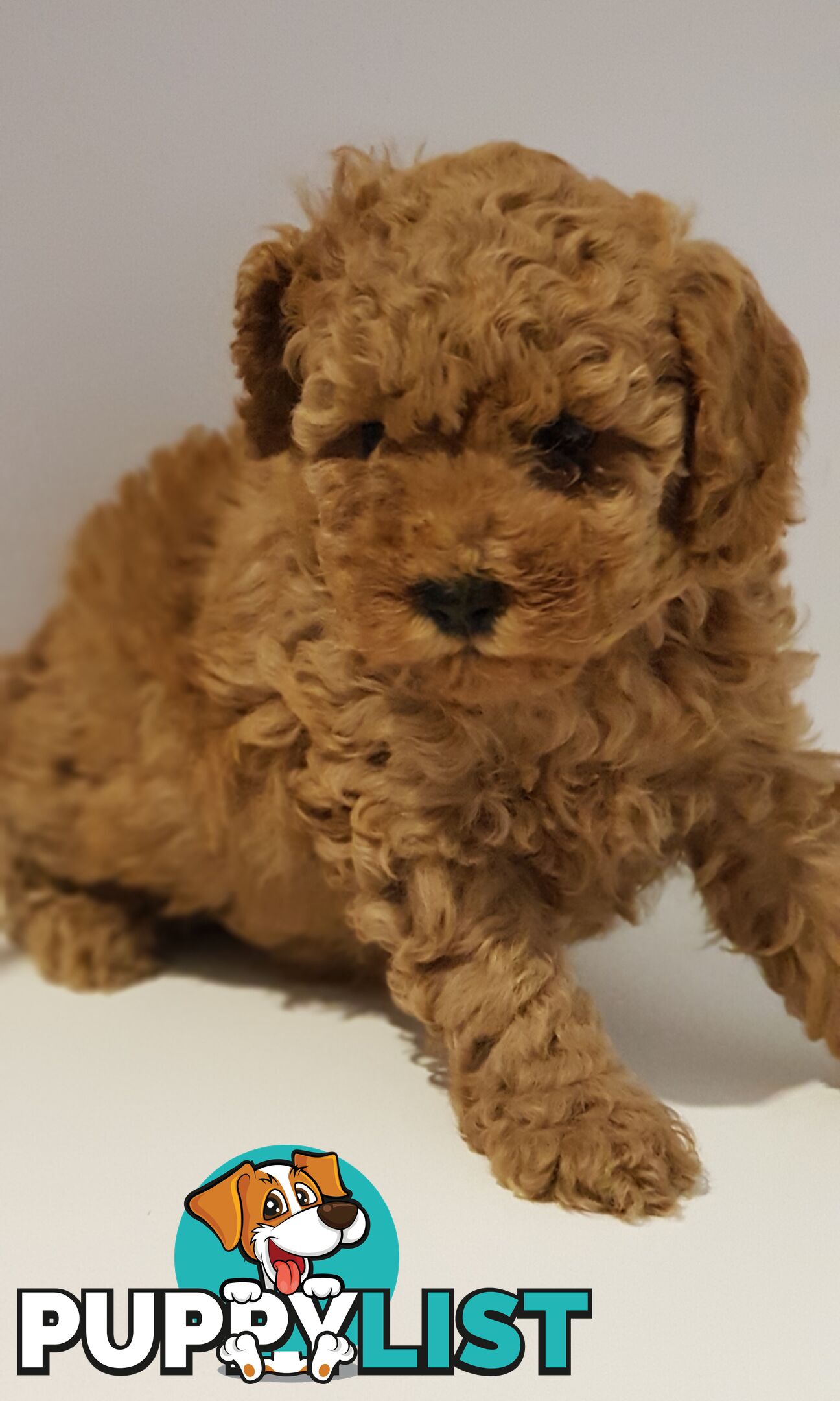 Toy poodle puppies