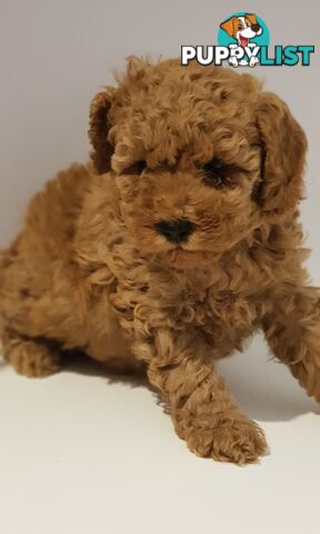 Toy poodle puppies
