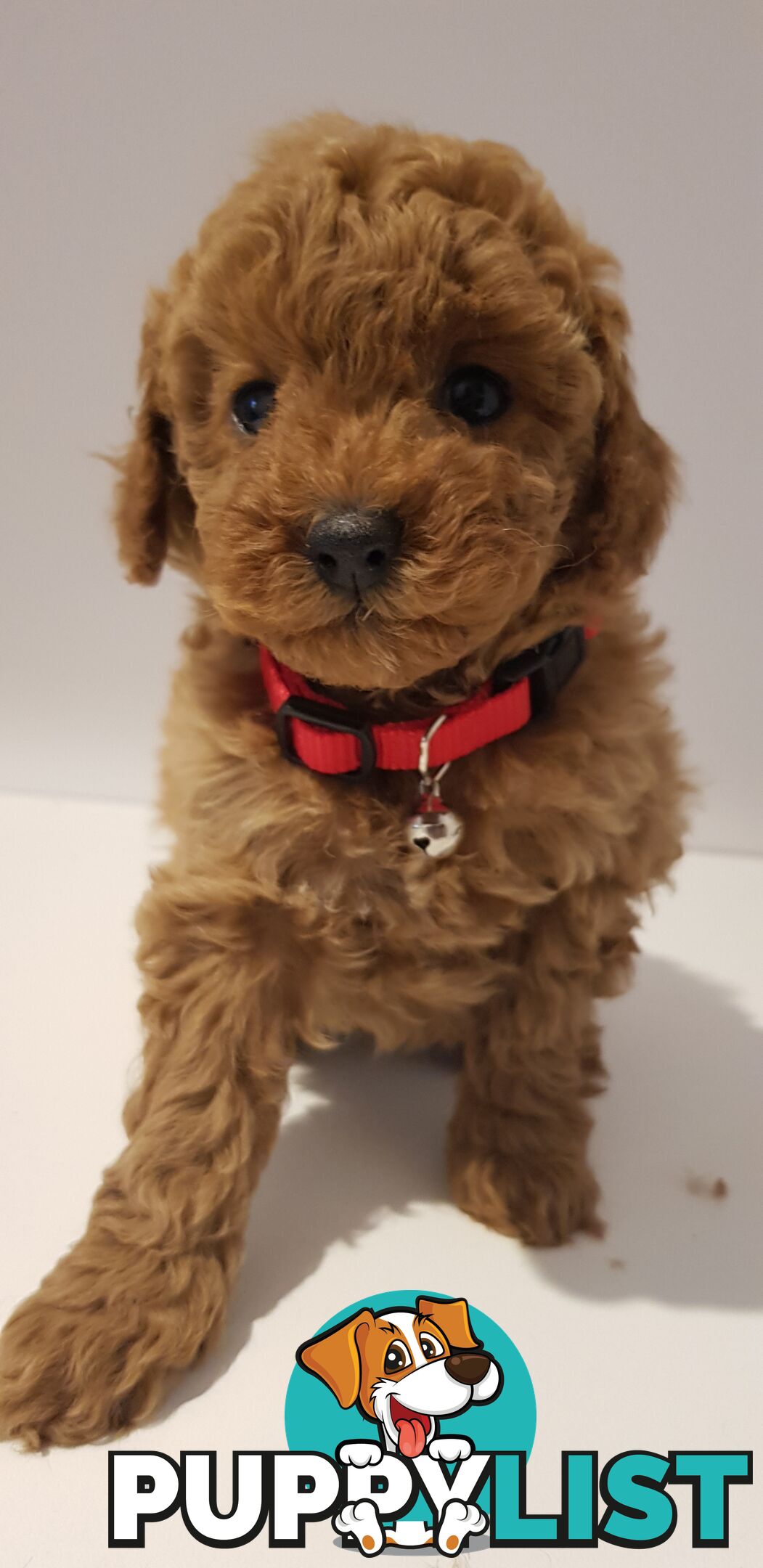 Toy poodle puppies