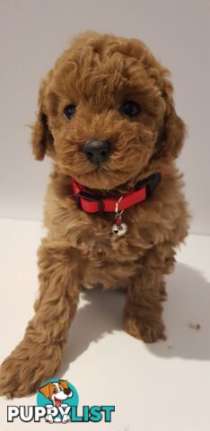 Toy poodle puppies