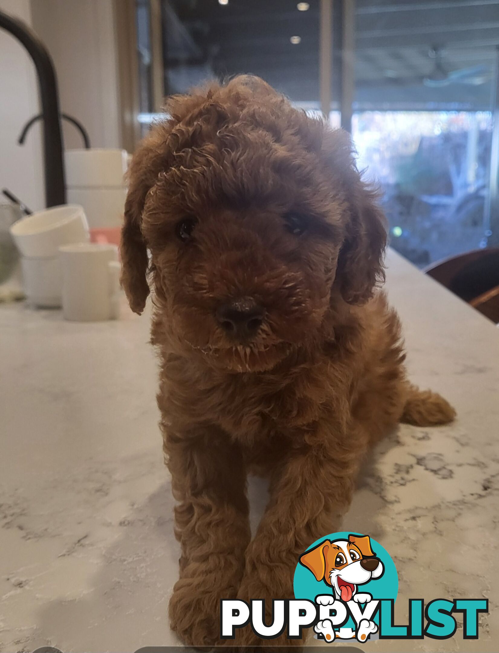 Gorgeous Red toy poodles females