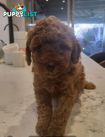 Gorgeous Red toy poodles females
