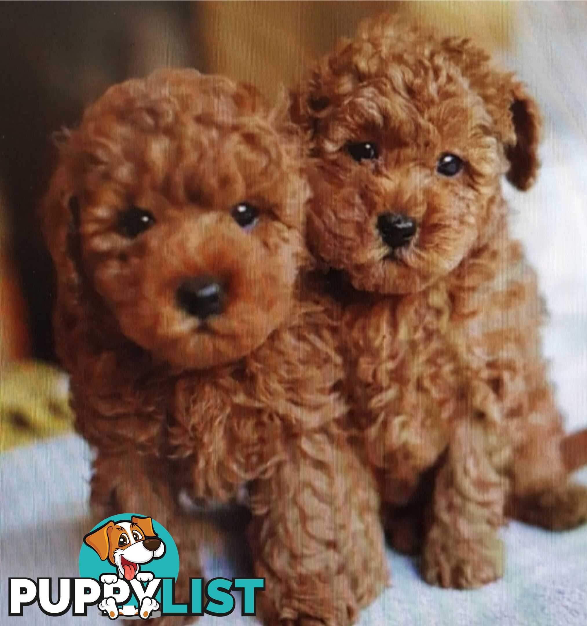 Gorgeous Red toy poodles females