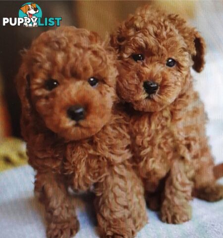 Gorgeous Red toy poodles females